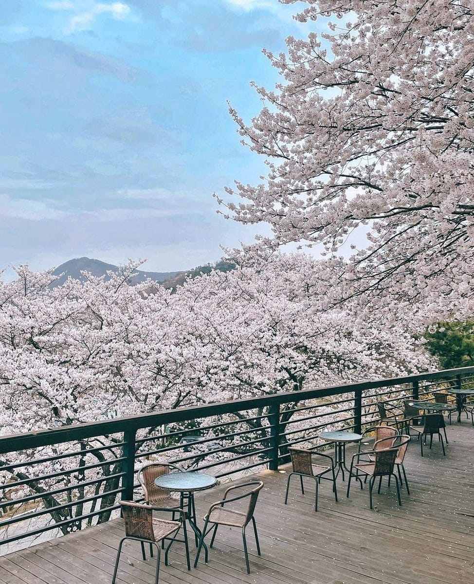 277784964 274585781537137 3969264407989674664 n 1 Morning coffee quán cafe với vườn anh đào tại Changwon