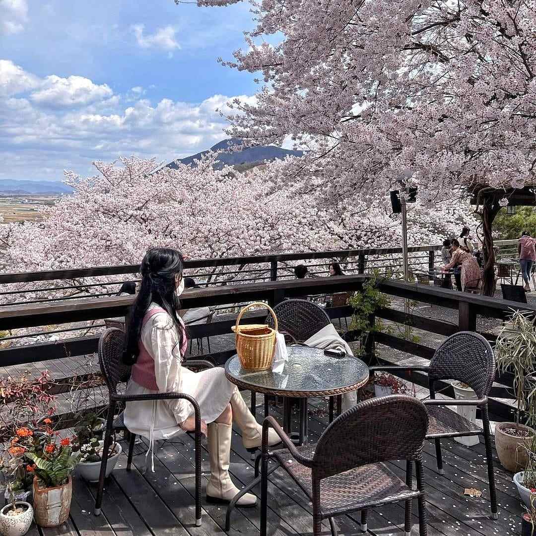 277798871 274585601537155 8559420952900320251 n 1 Morning coffee quán cafe với vườn anh đào tại Changwon