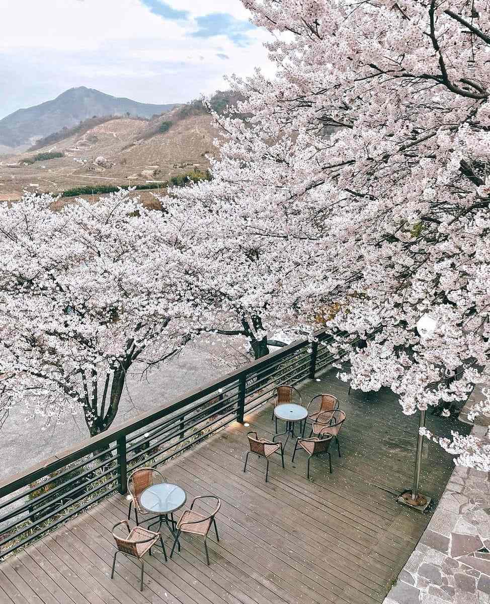 277802568 274585811537134 134443650916955597 n 1 Morning coffee quán cafe với vườn anh đào tại Changwon