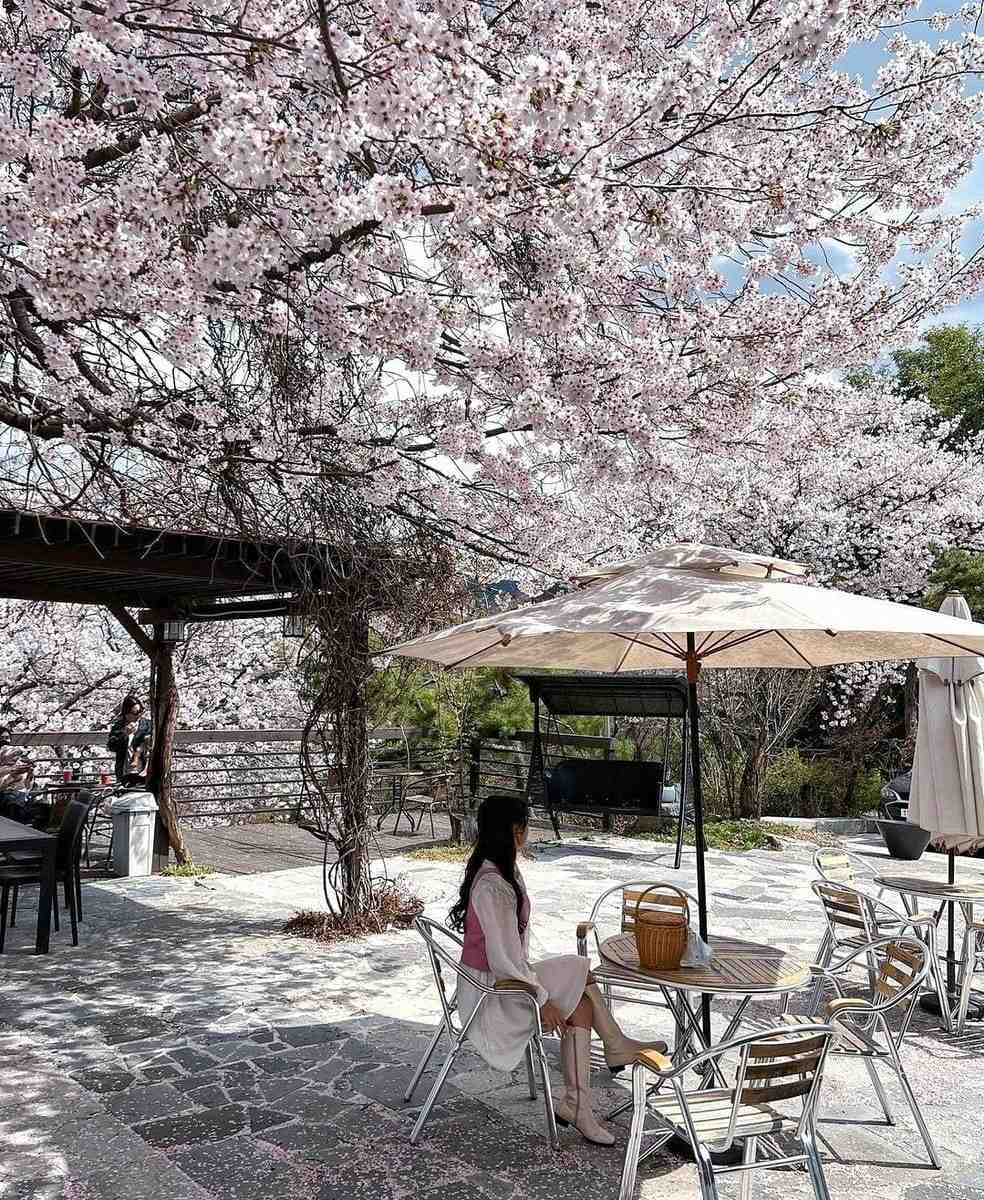 277802877 274585754870473 1603087475536311778 n 1 Morning coffee quán cafe với vườn anh đào tại Changwon