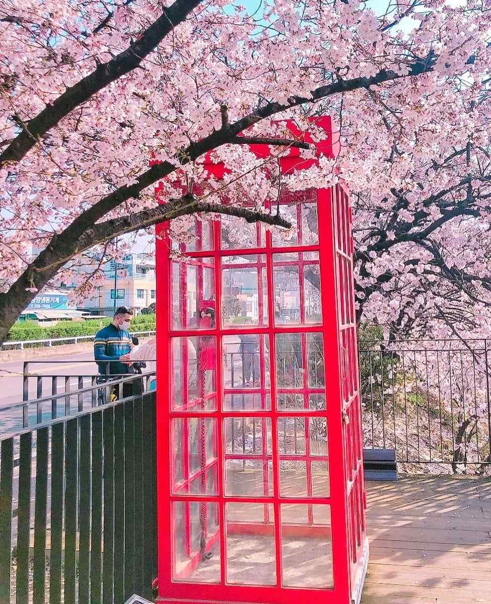 277808538 275668038095578 2152131516352962416 n 1 Cùng ngắm hoa anh đào ở Cheongju-si