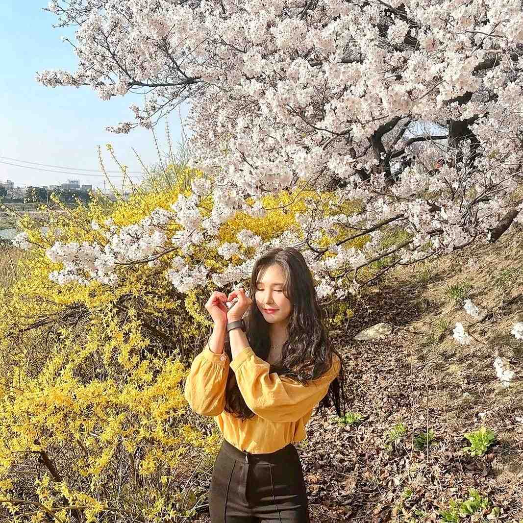 277812777 275667564762292 1850845709074131719 n 1 Cùng ngắm hoa anh đào ở Cheongju-si
