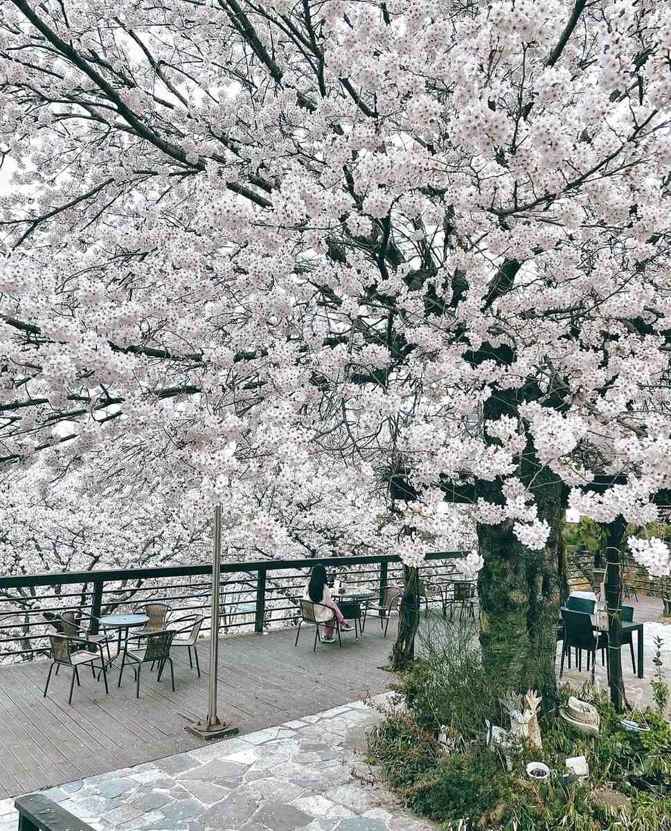 277813956 274585924870456 3971081627576258182 n 1 Morning coffee quán cafe với vườn anh đào tại Changwon
