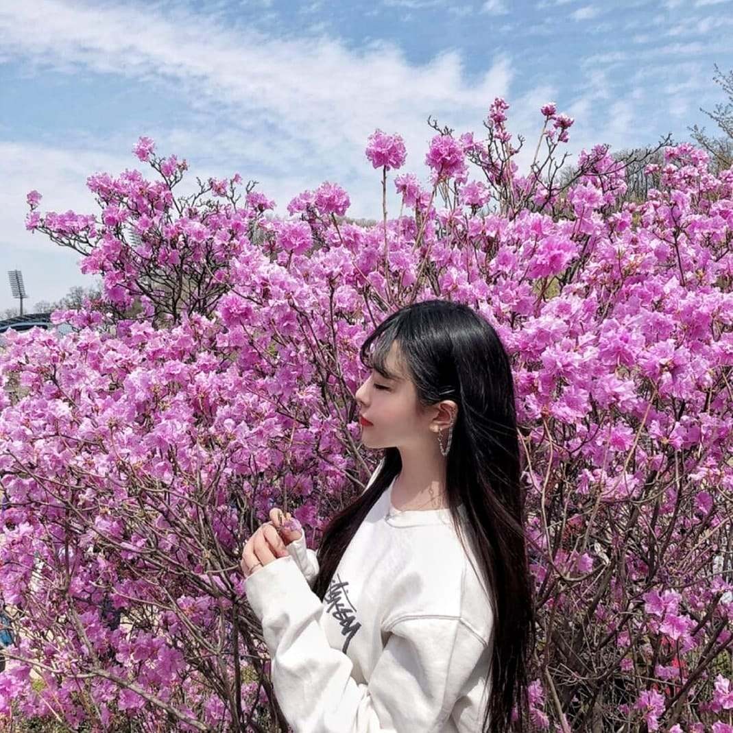 278007658 276001544728894 5219291507812329778 n 1 Núi Wonmi Bucheon vào mùa hoa đổ quyên nở