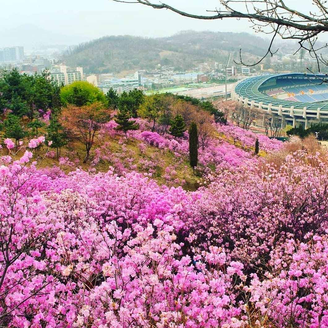 278014082 276001568062225 1408033330426403768 n 1 Núi Wonmi Bucheon vào mùa hoa đổ quyên nở