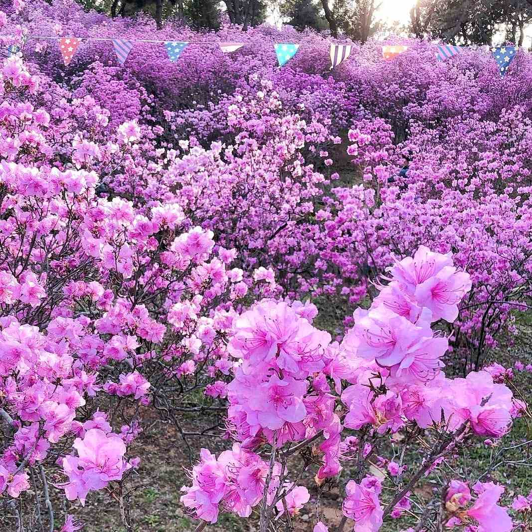 278014346 276001748062207 2308320600858208037 n 1 Núi Wonmi Bucheon vào mùa hoa đổ quyên nở