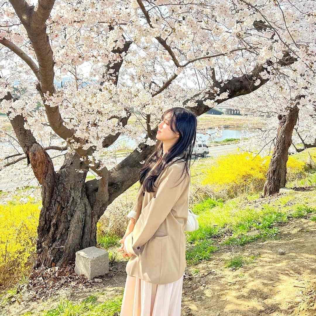 278016504 275667764762272 8946012896322671204 n 1 Cùng ngắm hoa anh đào ở Cheongju-si
