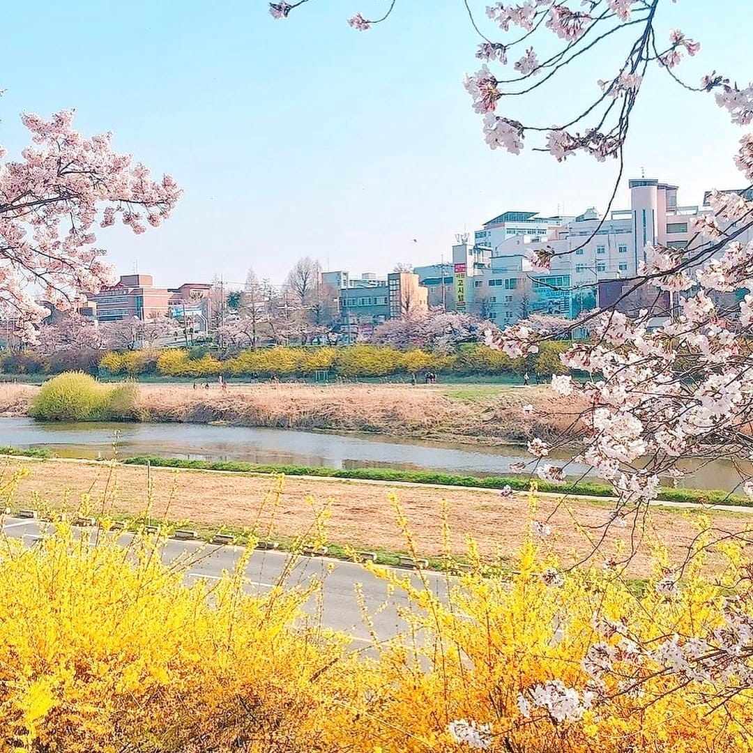 278017618 275668171428898 5656760319246366001 n 1 Cùng ngắm hoa anh đào ở Cheongju-si
