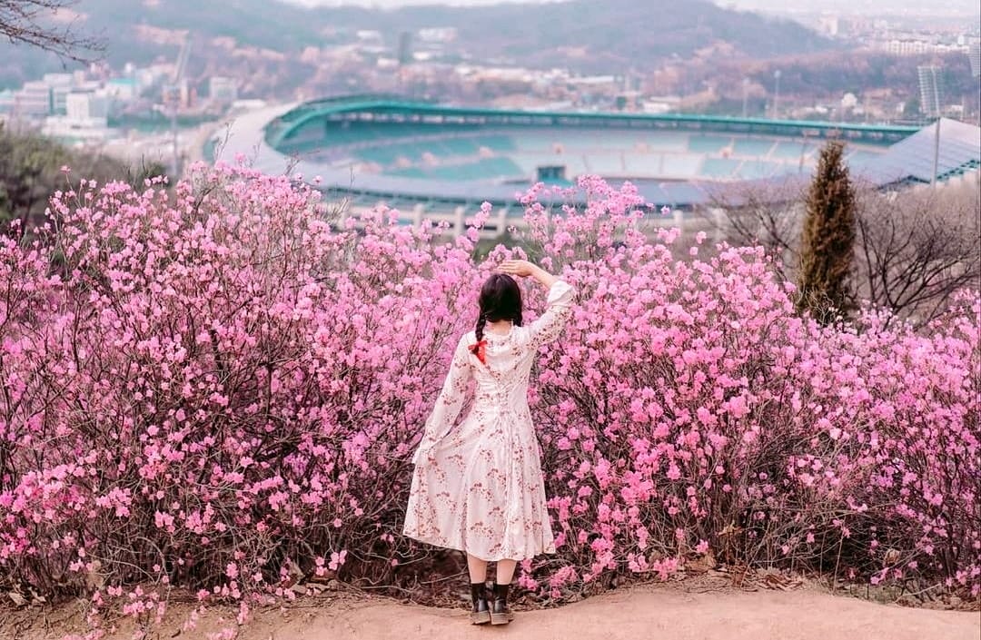 278034531 276001731395542 6512728655308836114 n 1 Núi Wonmi Bucheon vào mùa hoa đổ quyên nở