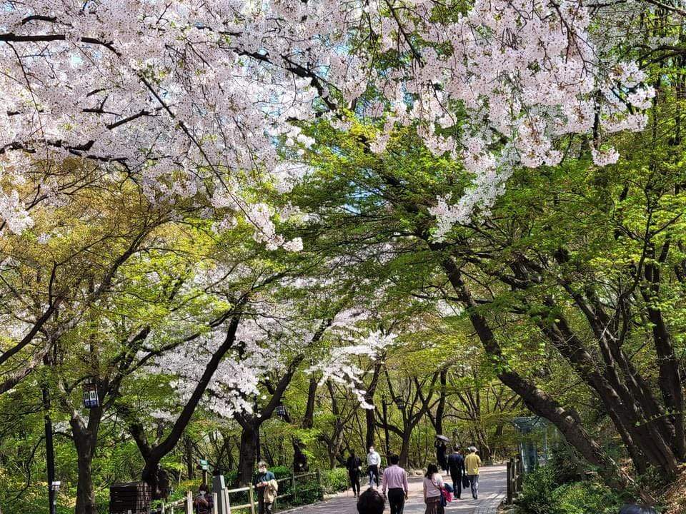 278220676 10158797301080878 6825331386050898597 n 2 Mùa xuân trên tháp Namsan
