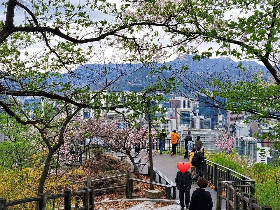 278239384 10158797301035878 4176596794275027365 n 1 Mùa xuân trên tháp Namsan