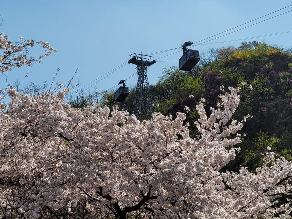 278248962 10158797300820878 3016804011177858201 n 1 Mùa xuân trên tháp Namsan