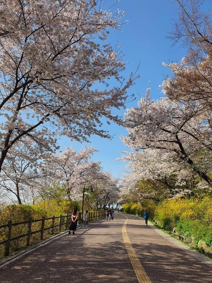 278253406 10158797300925878 5157788903659602136 n 2 Mùa xuân trên tháp Namsan
