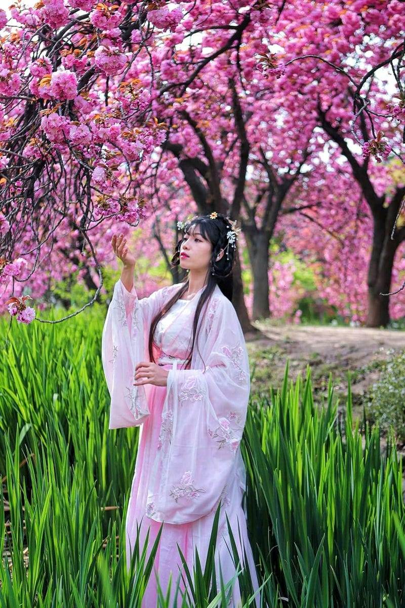 278423233 280742950921420 1988680418711735616 n 2 Công viên Hoa anh Đào Kép ở Daegu vào mùa xuân