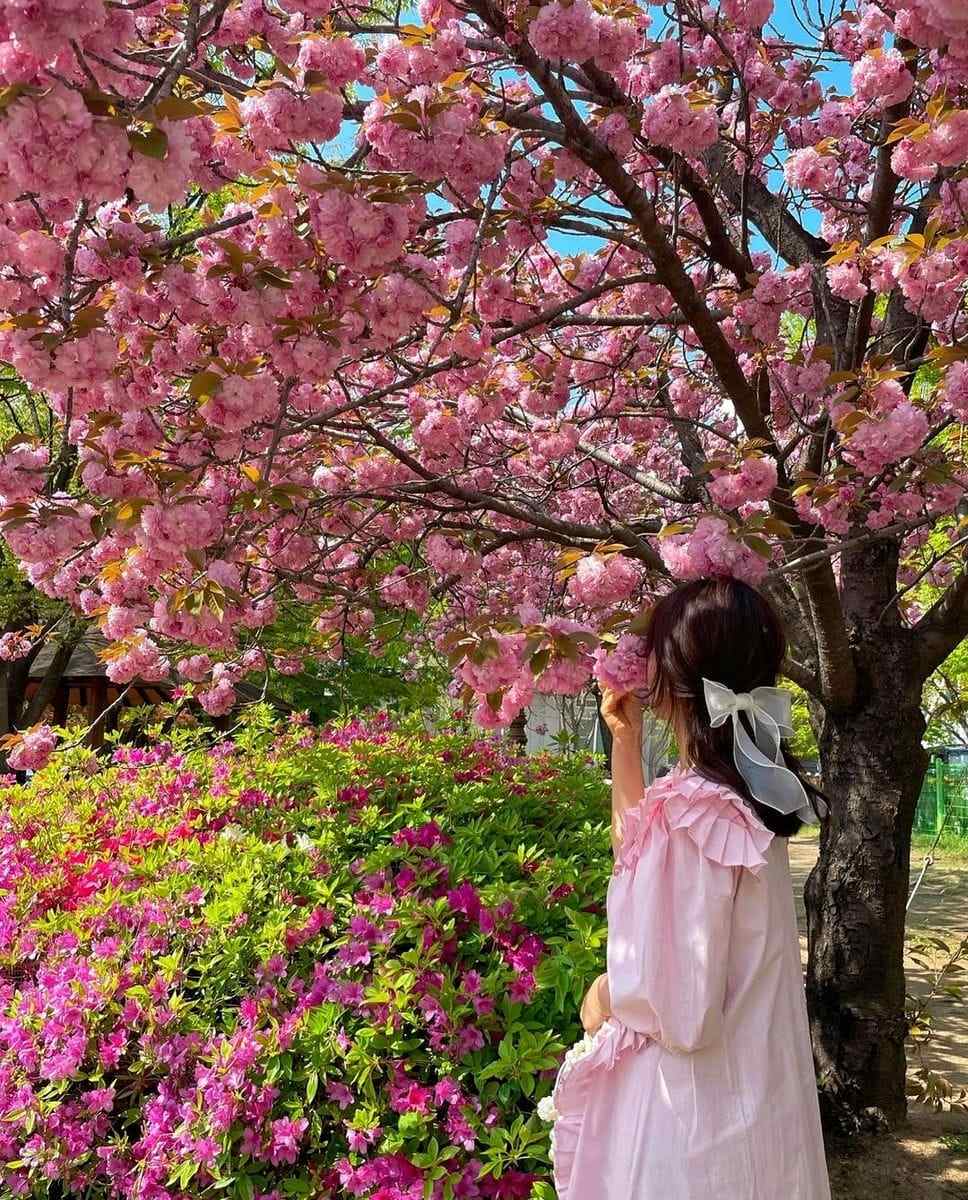 278458072 280742987588083 3805460710226789622 n 2 Công viên Hoa anh Đào Kép ở Daegu vào mùa xuân