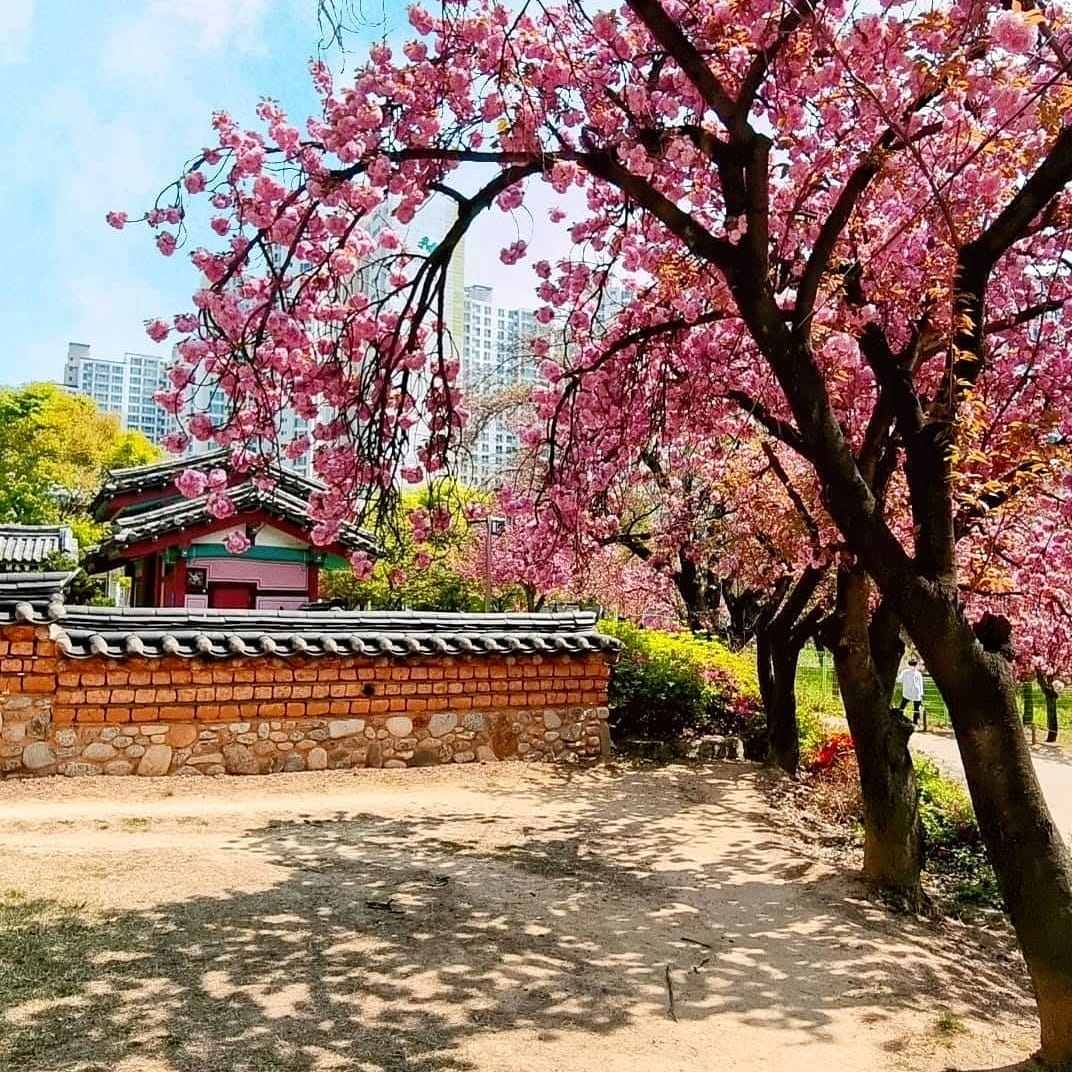 278469716 280742594254789 128185285928684239 n 2 Công viên Hoa anh Đào Kép ở Daegu vào mùa xuân