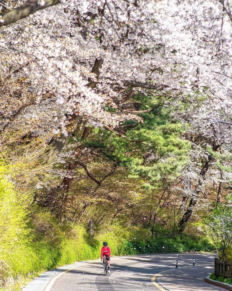 278545591 10158797301120878 5115754780491271252 n 2 Mùa xuân trên tháp Namsan