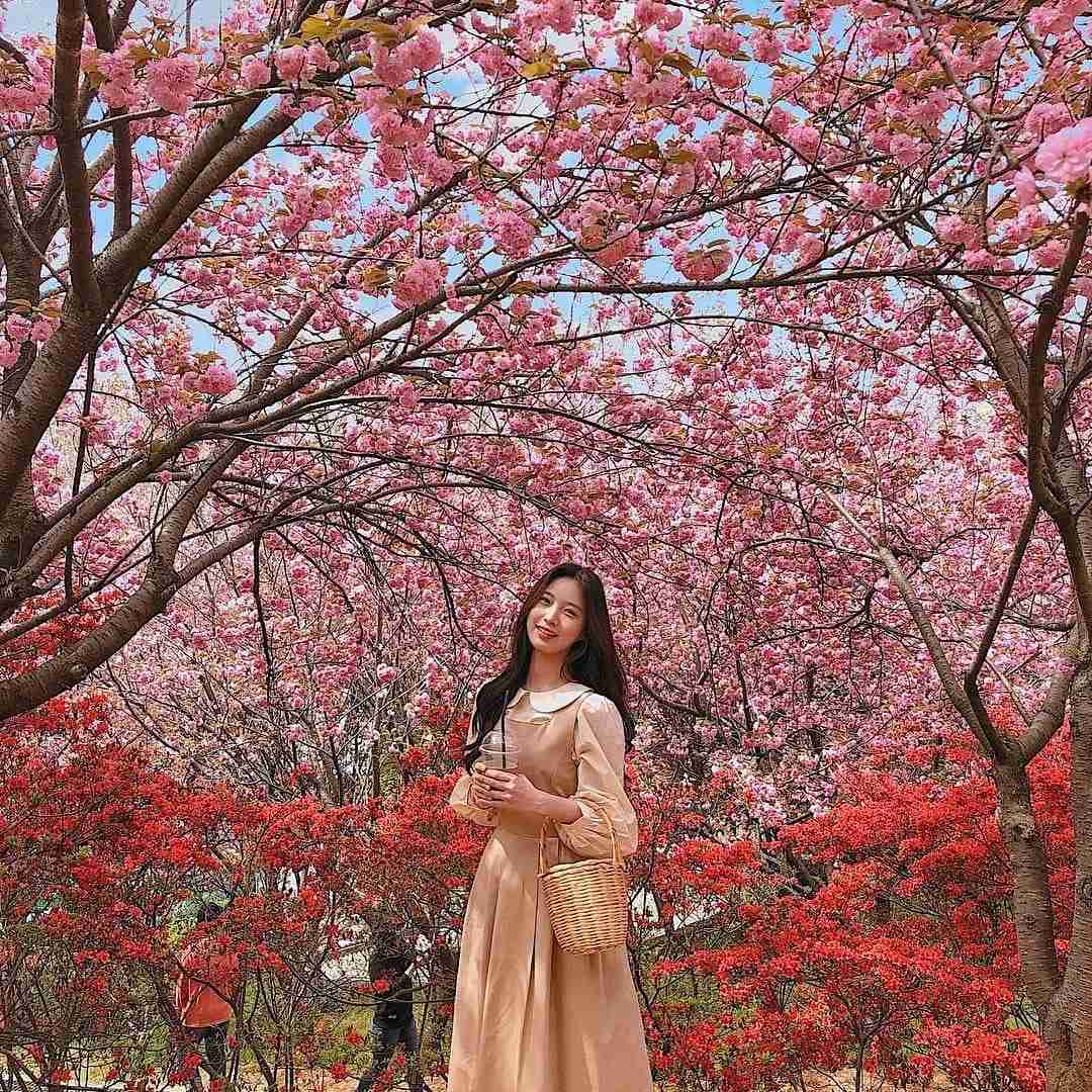 278564267 282317530763962 1190497426626363211 n 2 Đồi hoa đào kép và hoa đổ quyên ở Jeonju