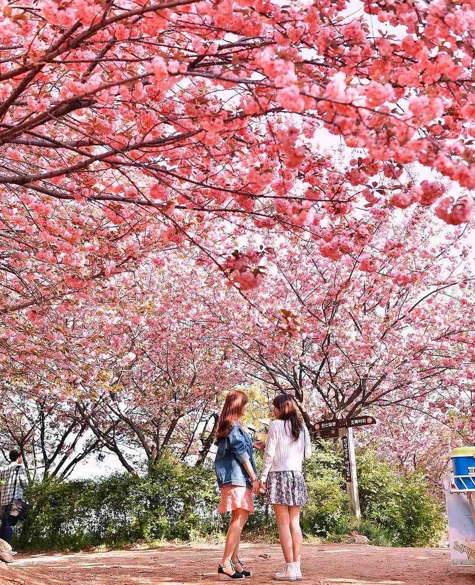278572168 282318740763841 4764240300260683770 n 1 Đồi hoa đào kép và hoa đổ quyên ở Jeonju