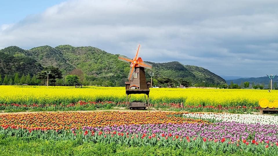 278606971 361087519290066 627884805719678711 n 1 Vườn tulip, hoa cải cùng cối xây gió tựa Hà Lan ở Namji