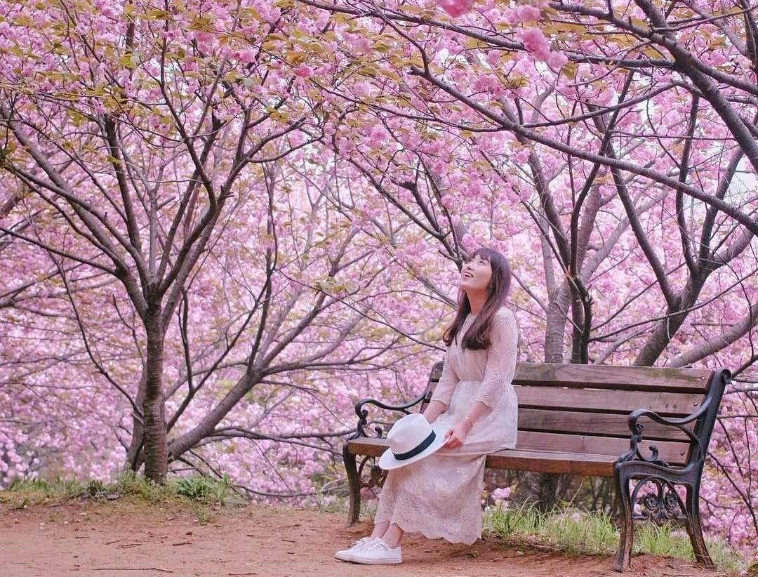 278612700 282319204097128 2557558368967176271 n 2 Đồi hoa đào kép và hoa đổ quyên ở Jeonju