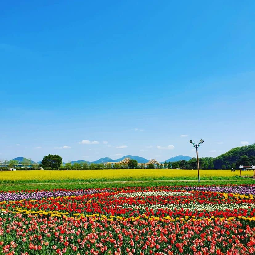 278663481 361087465956738 6428702726985947708 n 1 Vườn tulip, hoa cải cùng cối xây gió tựa Hà Lan ở Namji