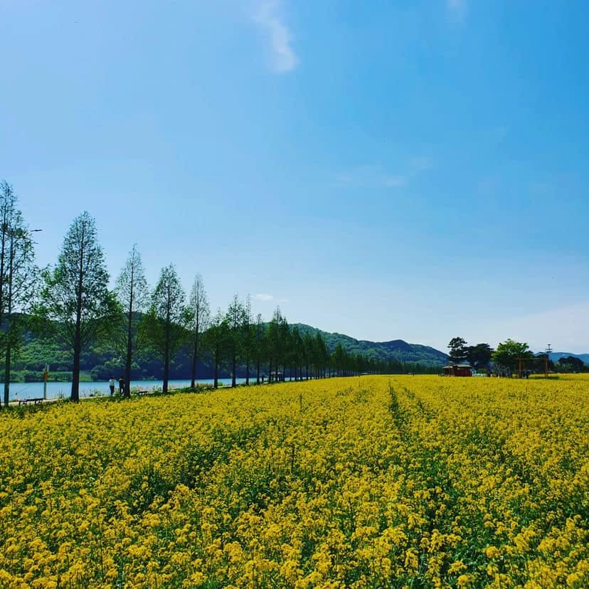 278667125 361087325956752 7942702441606868310 n 1 Vườn tulip, hoa cải cùng cối xây gió tựa Hà Lan ở Namji