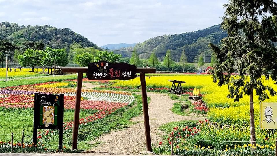 278668306 361087545956730 7677952381598585595 n 1 Vườn tulip, hoa cải cùng cối xây gió tựa Hà Lan ở Namji