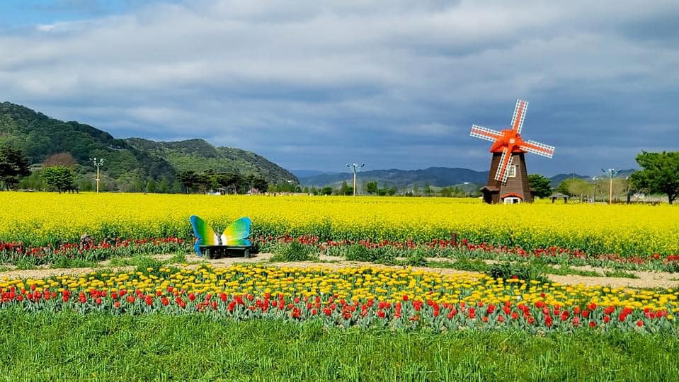 278673119 361087439290074 8186302434432341452 n 1 Vườn tulip, hoa cải cùng cối xây gió tựa Hà Lan ở Namji
