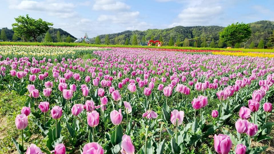 278675717 361087489290069 7234734982604587732 n 1 Vườn tulip, hoa cải cùng cối xây gió tựa Hà Lan ở Namji