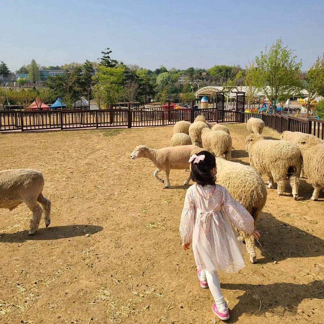 278938492 286407430354972 7558666778345361759 n 2 Cánh đồng hoa cải bạt ngàn ở Anseong-si