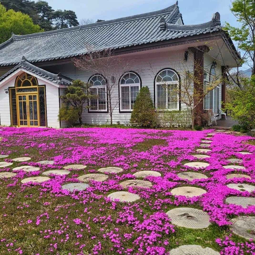 278971833 286098493719199 4441574629771602632 n 2 Hoa lưu ly tại chùa Daemyung rực rỡ tháng tư