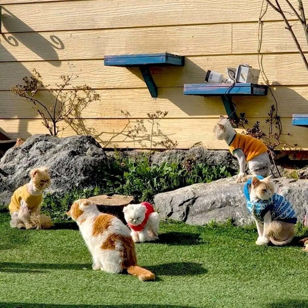 279437792 291640956498286 2431220859590210962 n 1 Quán cà phê Nhà Ga Mèo dành cho các bạn yêu Mèo ở Incheon