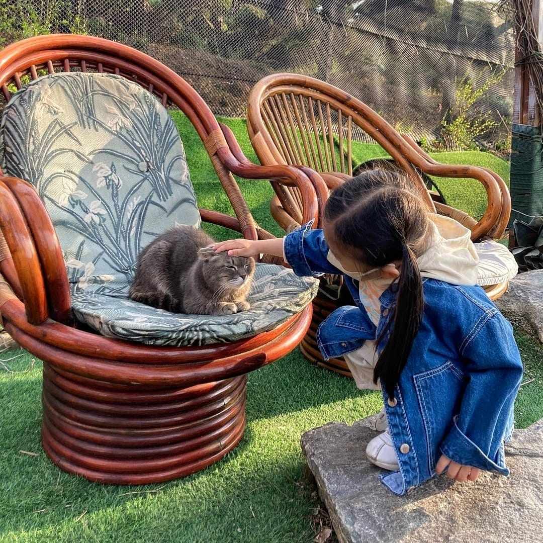 279479717 291641109831604 3977551319098891733 n 1 Quán cà phê Nhà Ga Mèo dành cho các bạn yêu Mèo ở Incheon