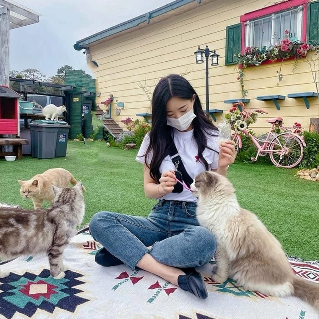 279492688 291640973164951 903048283673119289 n 1 Quán cà phê Nhà Ga Mèo dành cho các bạn yêu Mèo ở Incheon
