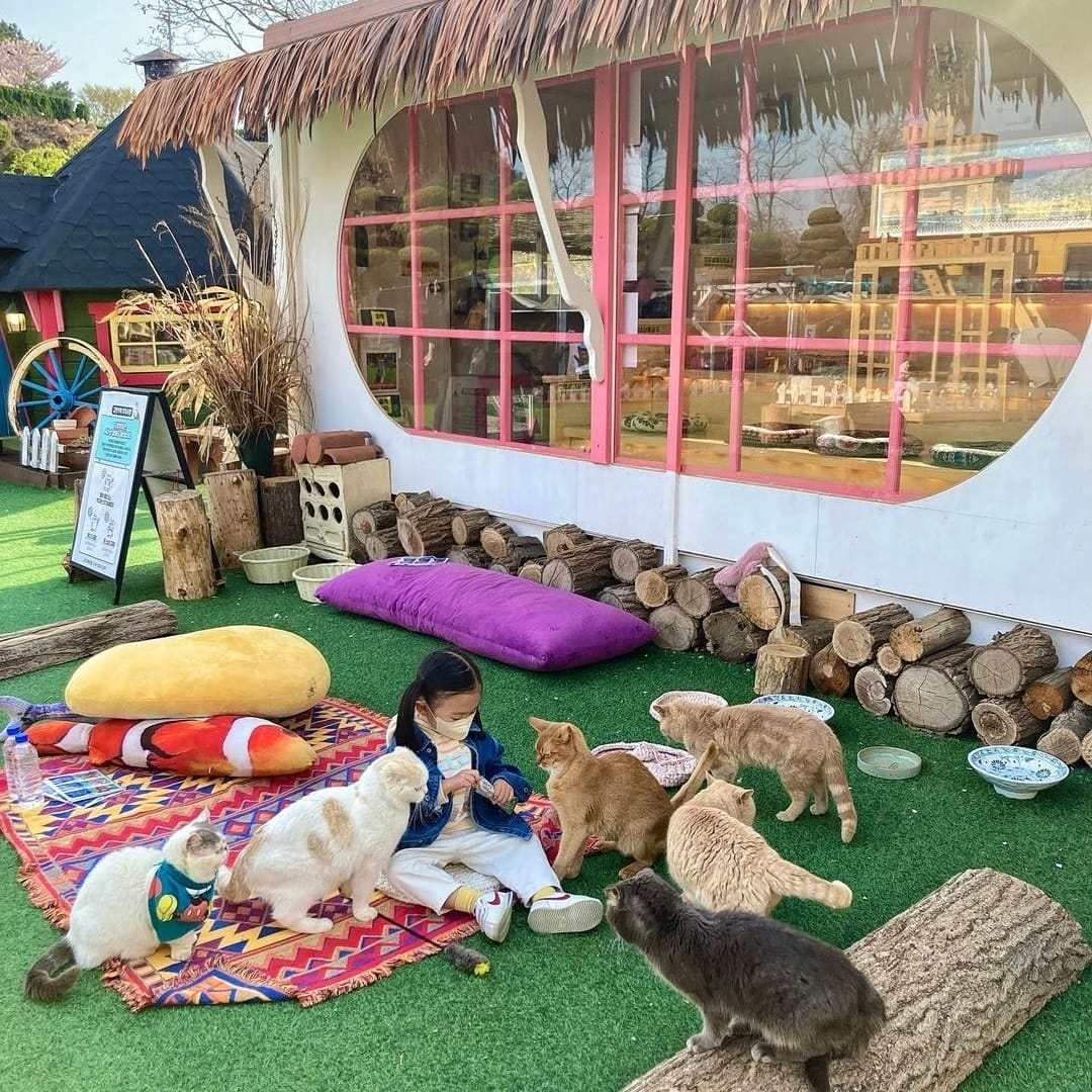 279511327 291640813164967 5893559651596285129 n 2 Quán cà phê Nhà Ga Mèo dành cho các bạn yêu Mèo ở Incheon