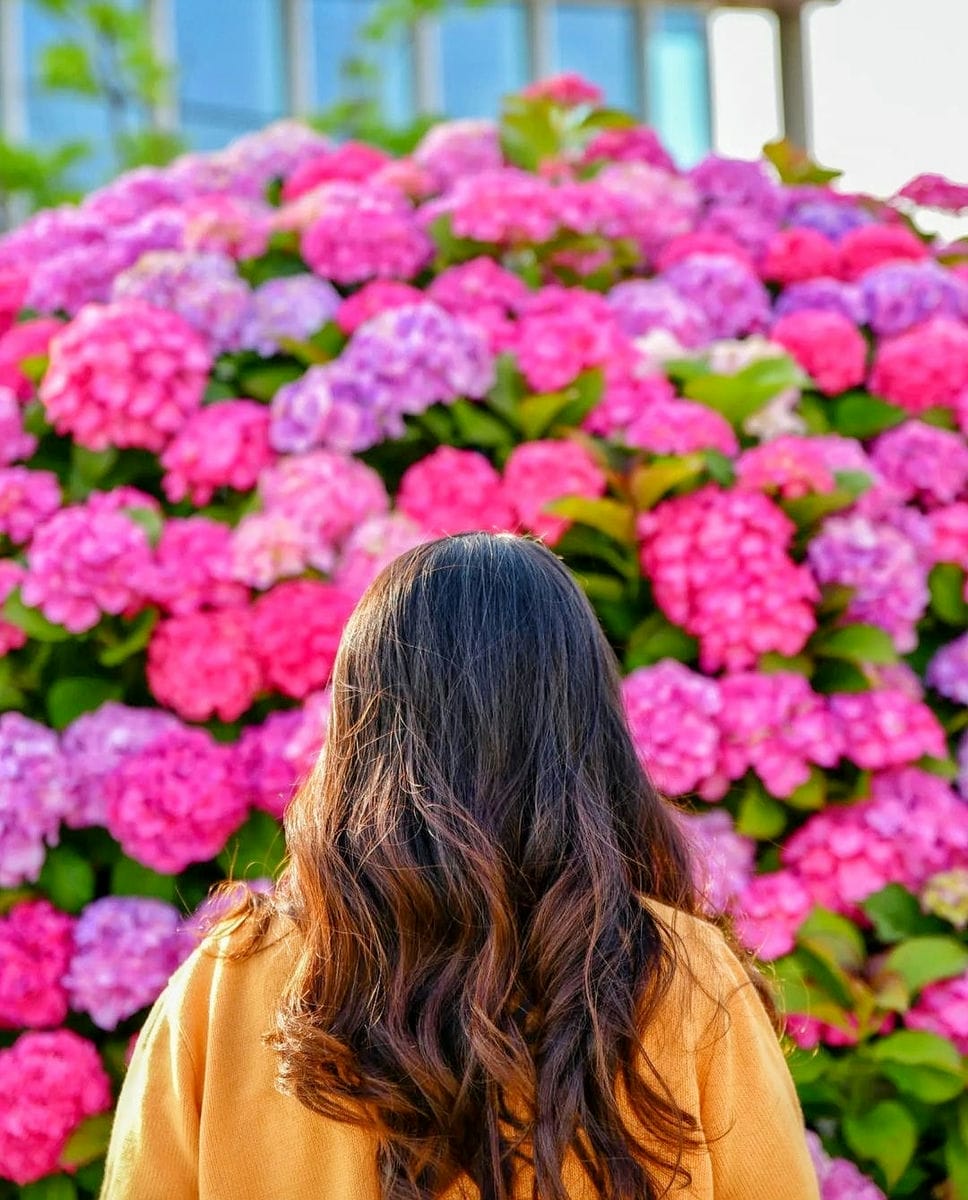 279553639 293719176290464 7062330827183914957 n 2 Đồi hoa Tulip mênh mông ngay tại Pyeongtaek
