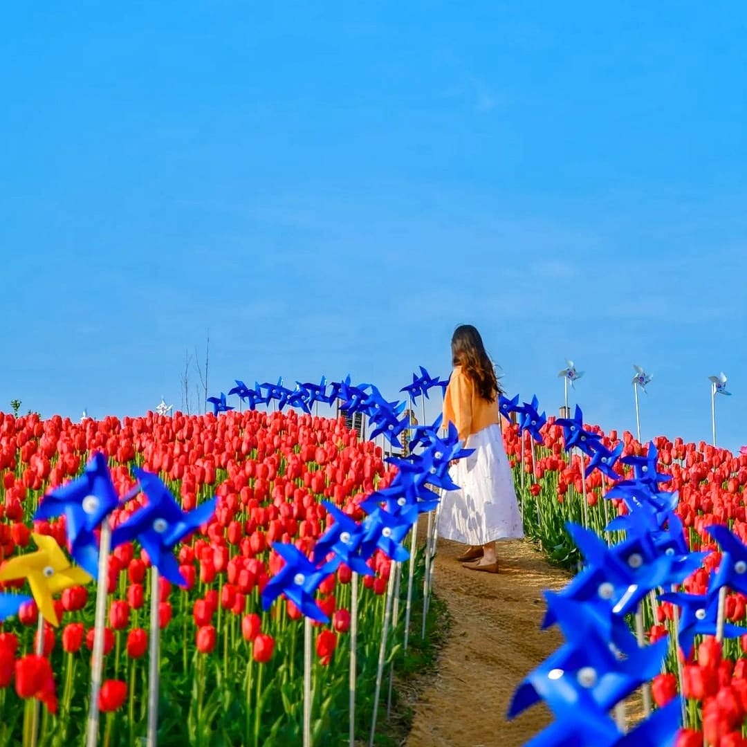279556980 293718922957156 8543698588595375977 n 2 Đồi hoa Tulip mênh mông ngay tại Pyeongtaek