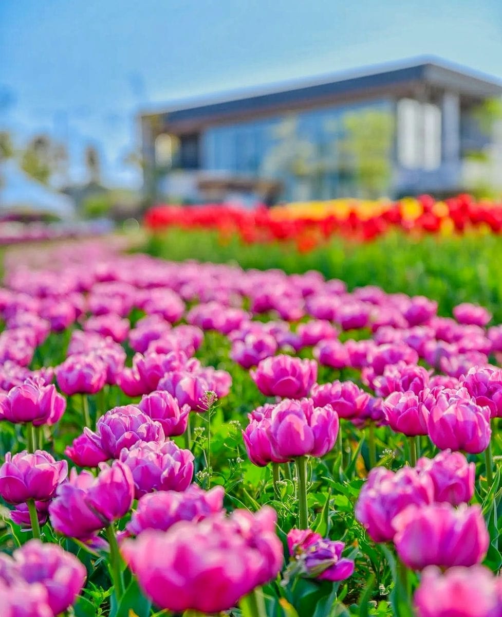 279557216 293718979623817 8612525128178108598 n 2 Đồi hoa Tulip mênh mông ngay tại Pyeongtaek