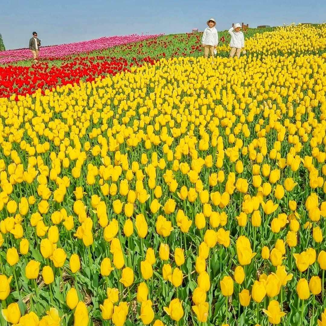 279558214 293718902957158 1466281089452794841 n 2 Đồi hoa Tulip mênh mông ngay tại Pyeongtaek