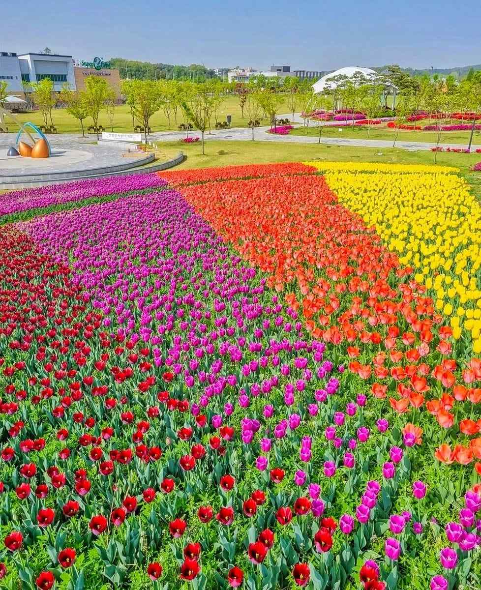 279570485 293719092957139 4445989608425054874 n 2 Đồi hoa Tulip mênh mông ngay tại Pyeongtaek