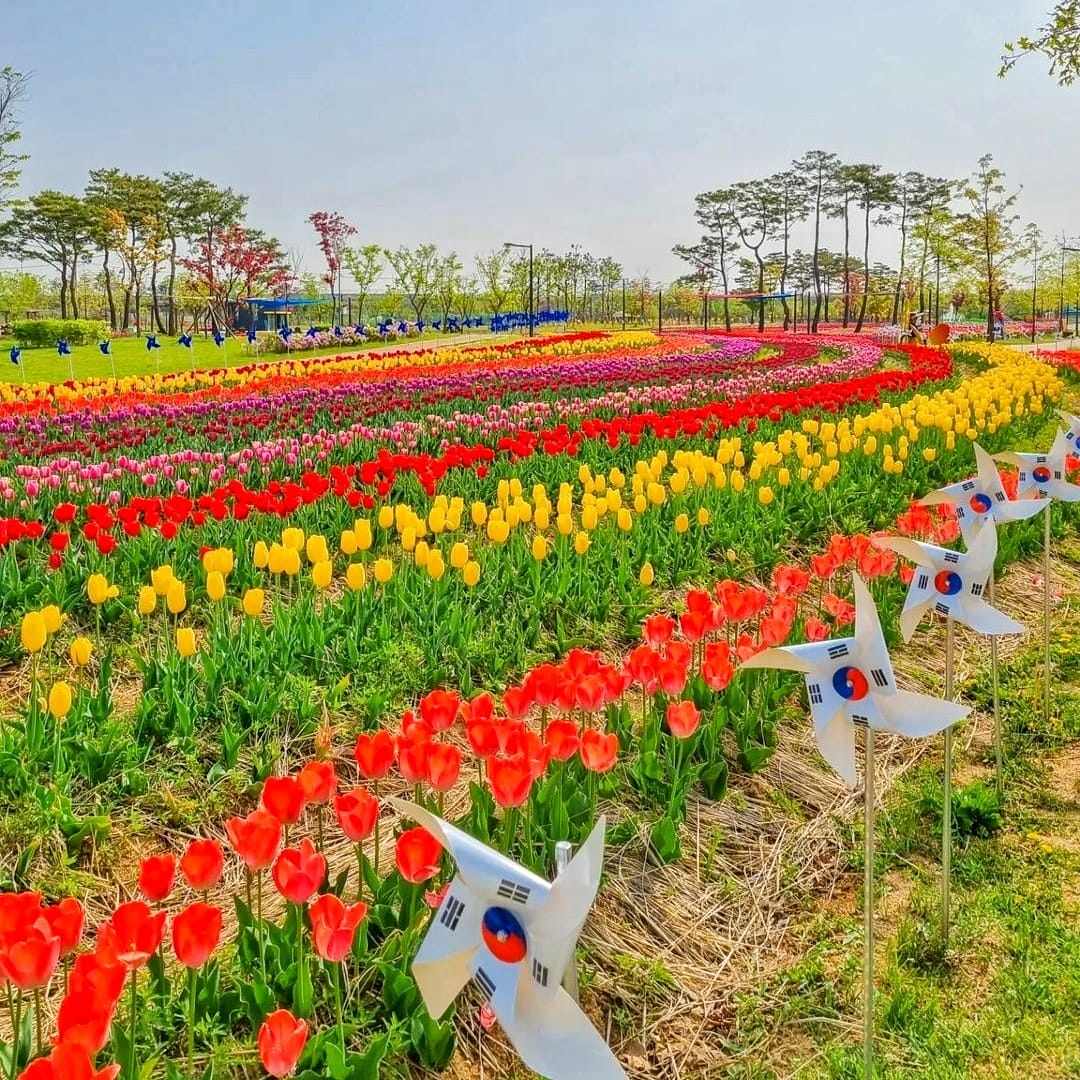 279572891 293719109623804 3566368006191339695 n 2 Đồi hoa Tulip mênh mông ngay tại Pyeongtaek