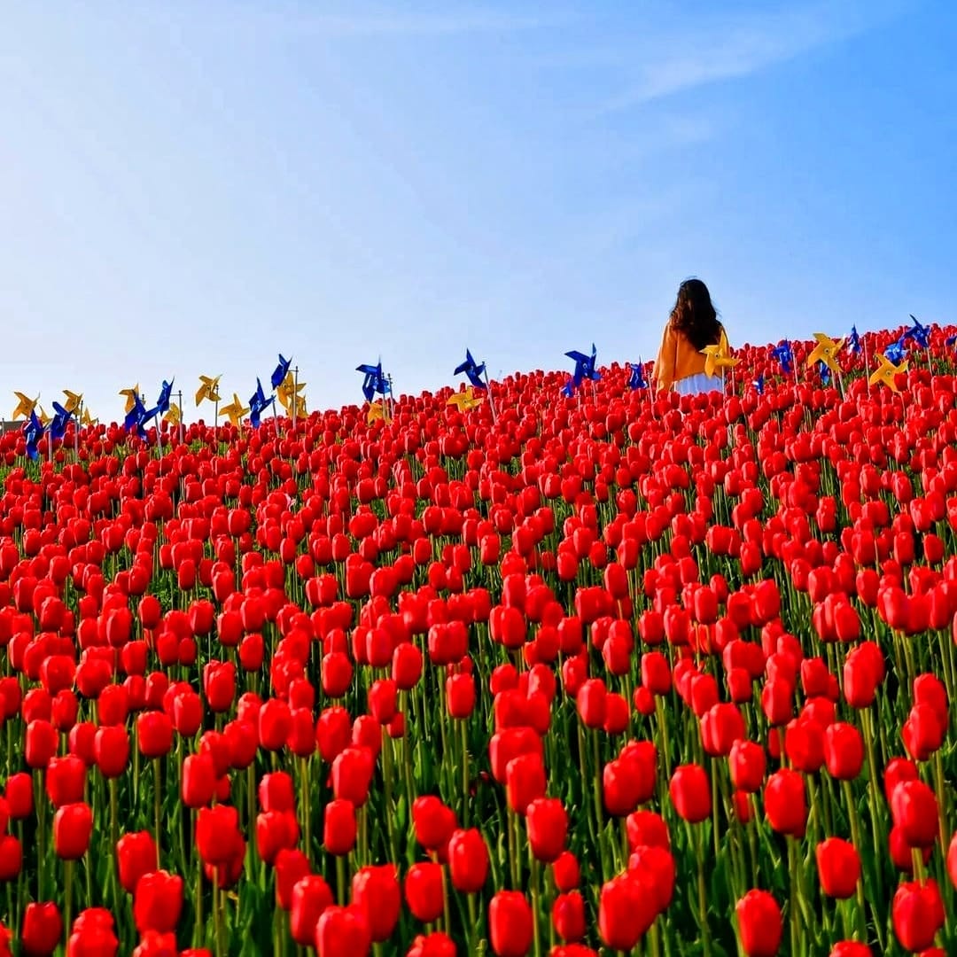 279608665 293718939623821 3855287906104120760 n 1 Đồi hoa Tulip mênh mông ngay tại Pyeongtaek