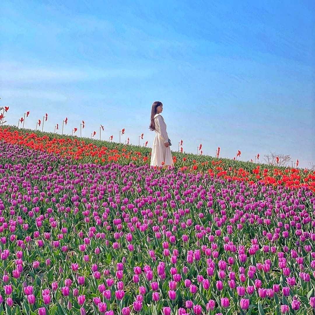 279622548 293718742957174 7754116466813317359 n 1 Đồi hoa Tulip mênh mông ngay tại Pyeongtaek