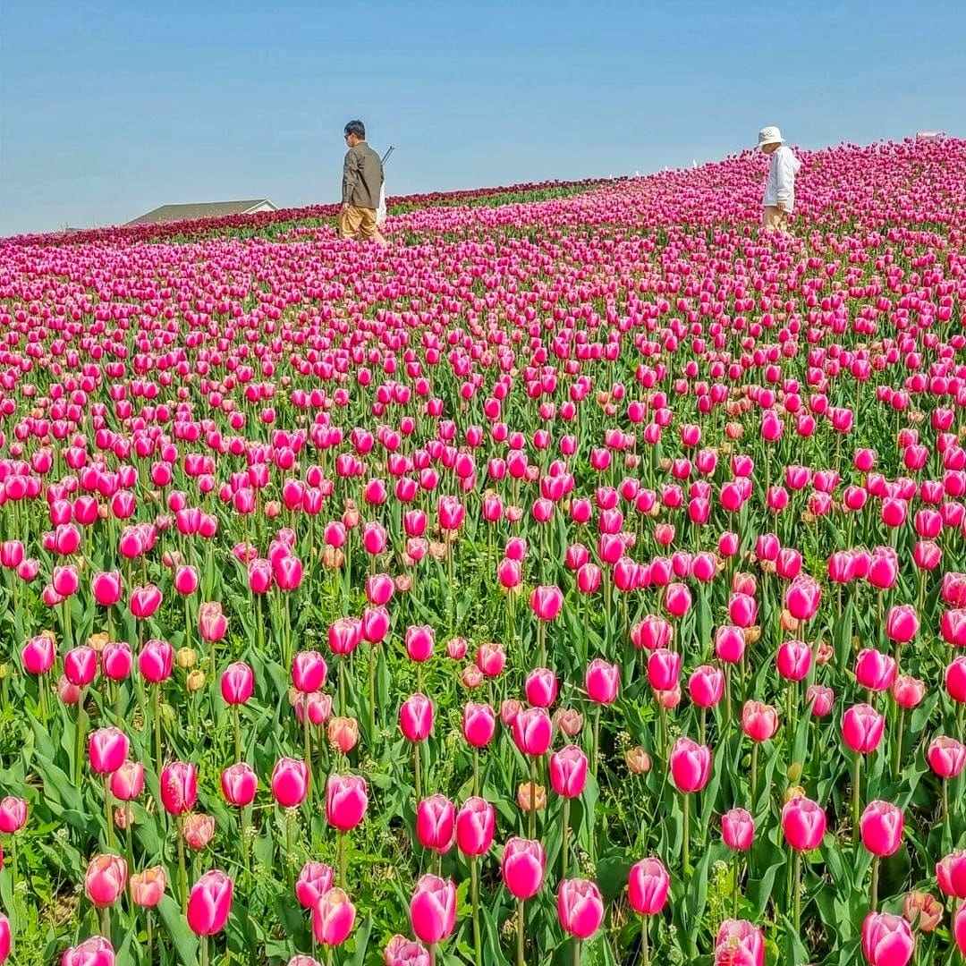 279632651 293719069623808 4102837674467964095 n 1 Đồi hoa Tulip mênh mông ngay tại Pyeongtaek