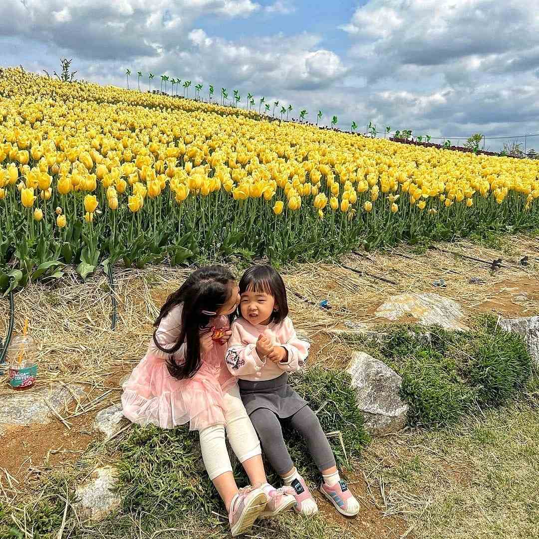 279652246 293719049623810 5071551402912111722 n 2 Đồi hoa Tulip mênh mông ngay tại Pyeongtaek