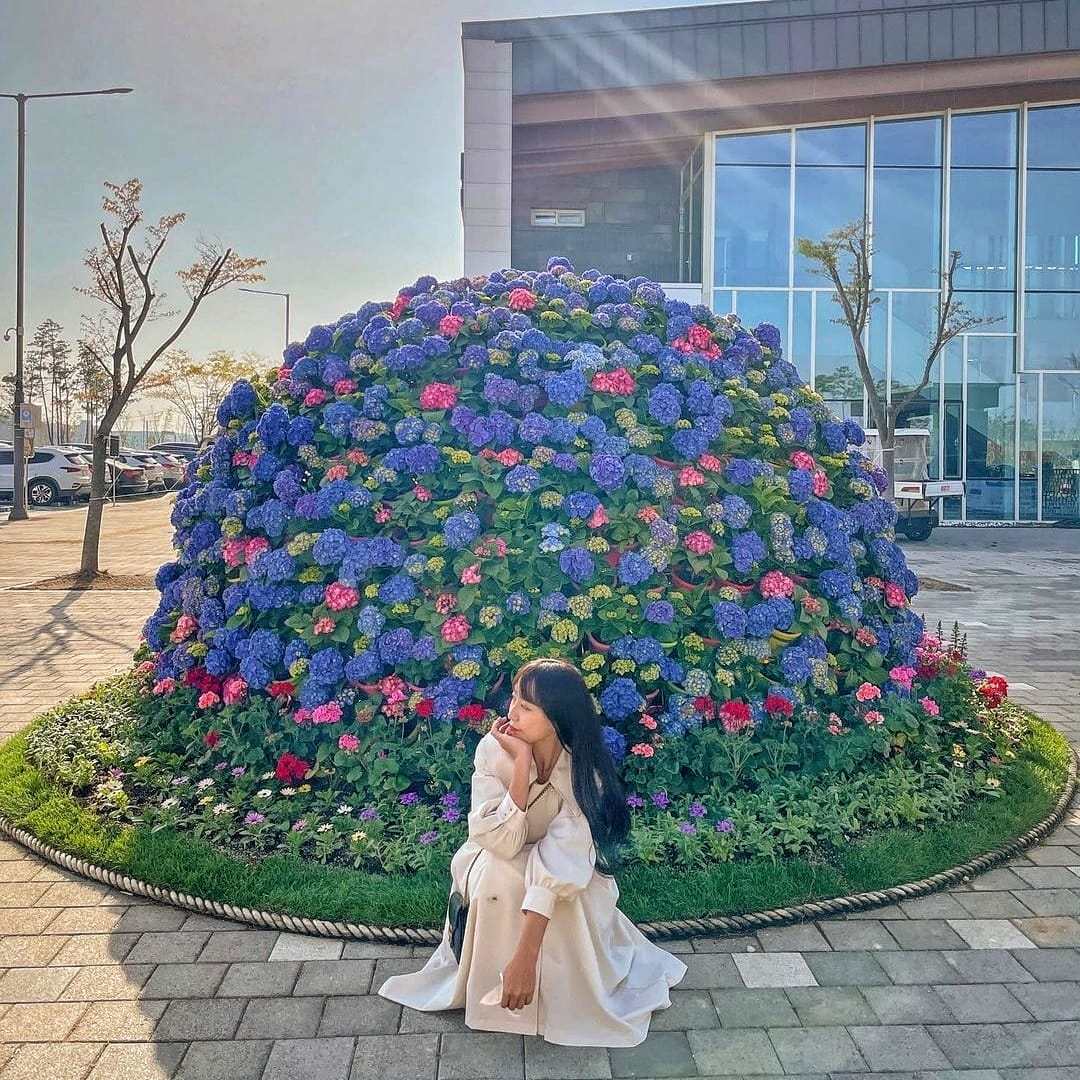 279687202 293719152957133 6894846948822762311 n 2 Đồi hoa Tulip mênh mông ngay tại Pyeongtaek