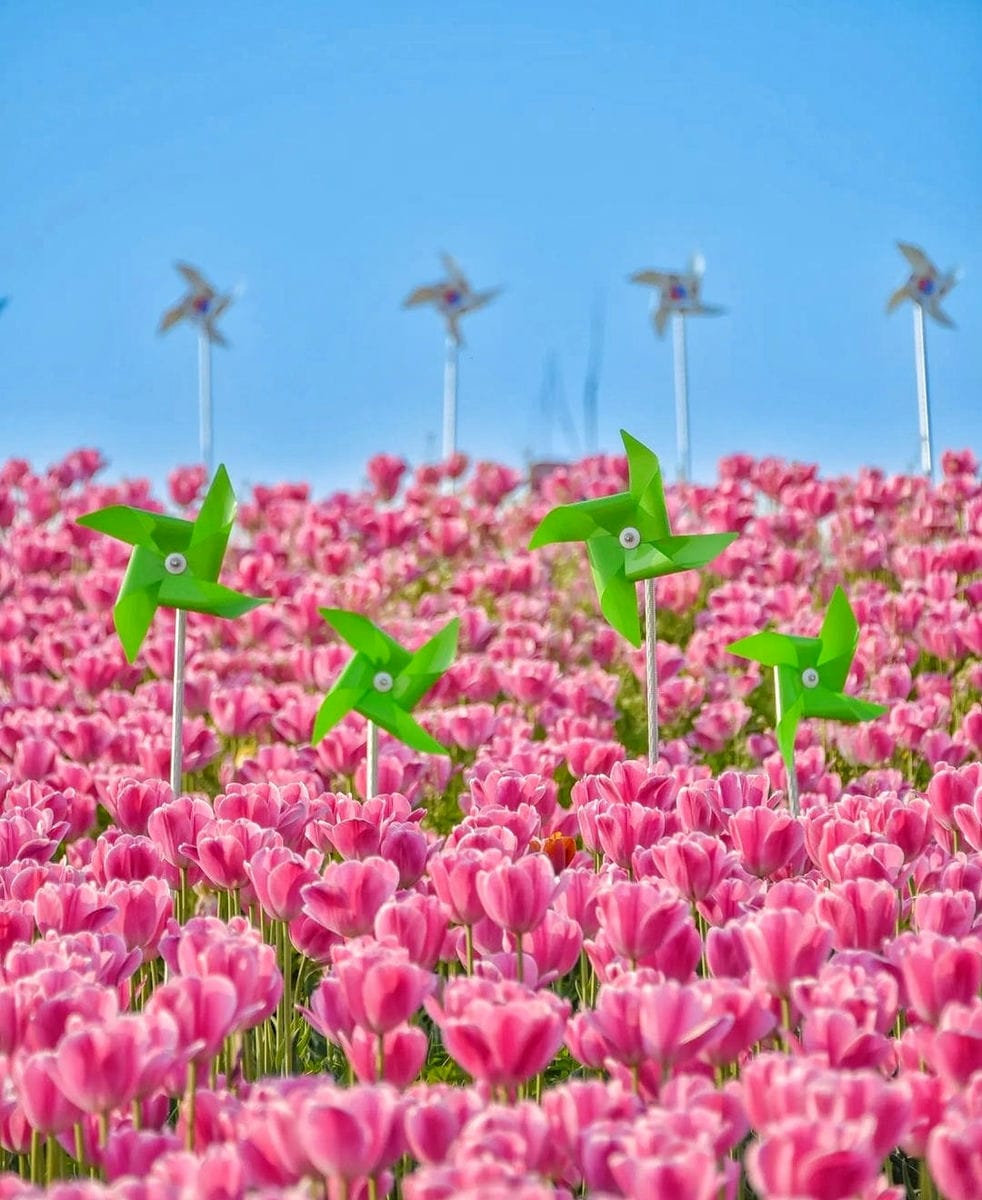 279723588 293719002957148 4780611349110936123 n 2 Đồi hoa Tulip mênh mông ngay tại Pyeongtaek