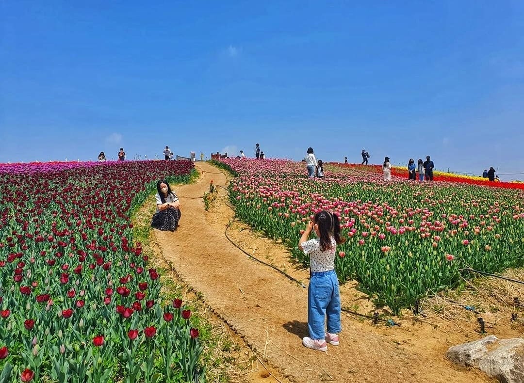279725777 293719122957136 4749548019428059322 n 2 Đồi hoa Tulip mênh mông ngay tại Pyeongtaek