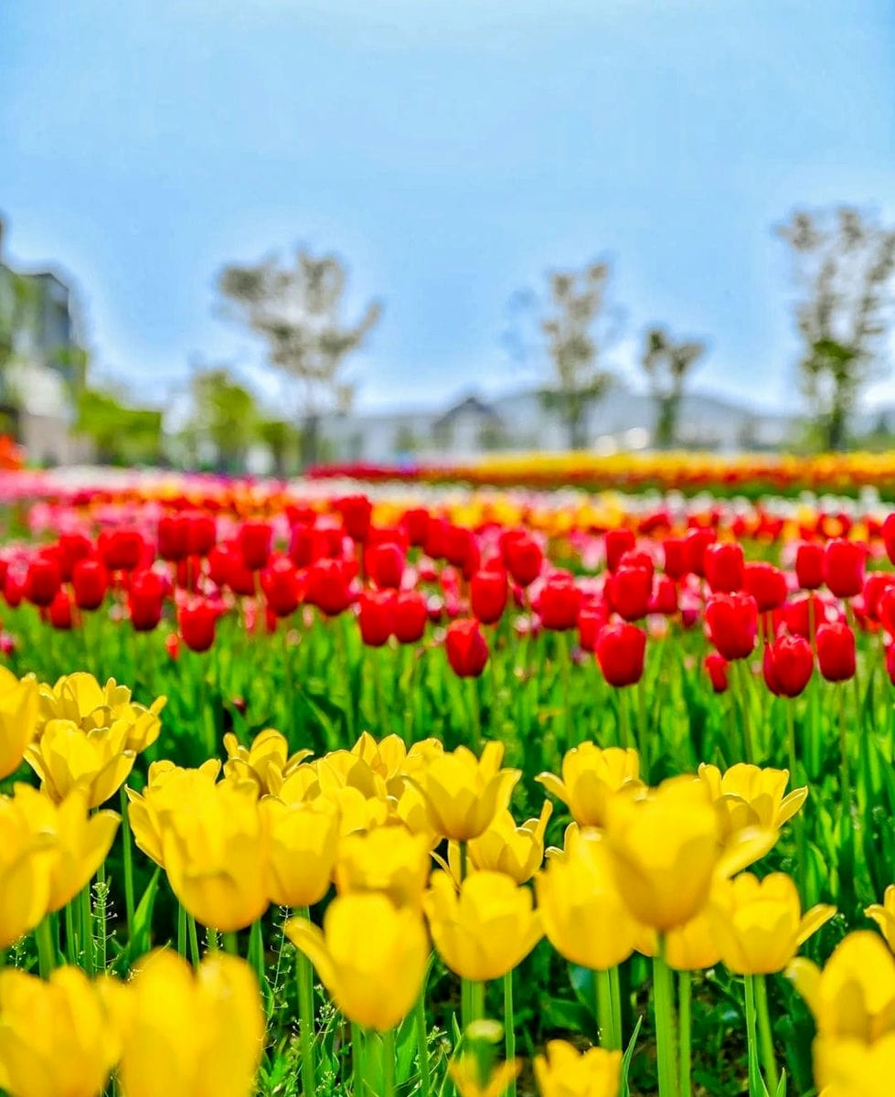 279747910 293718989623816 5008711167897853839 n 2 Đồi hoa Tulip mênh mông ngay tại Pyeongtaek